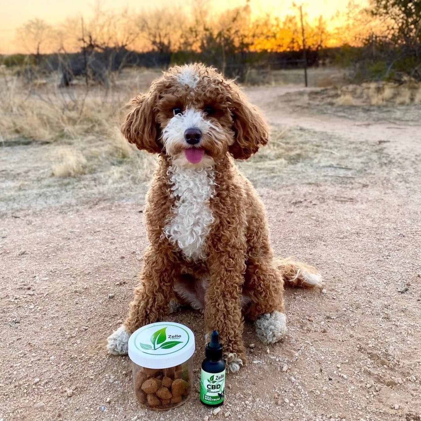 Read more about the article Can You Comfort Your Pet Using CBD?